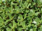 Portulaca oleracea. Вегетирующие растения. Чувашия, г. Шумерля, окр. ж.-д. вокзала. 15.07.2018.