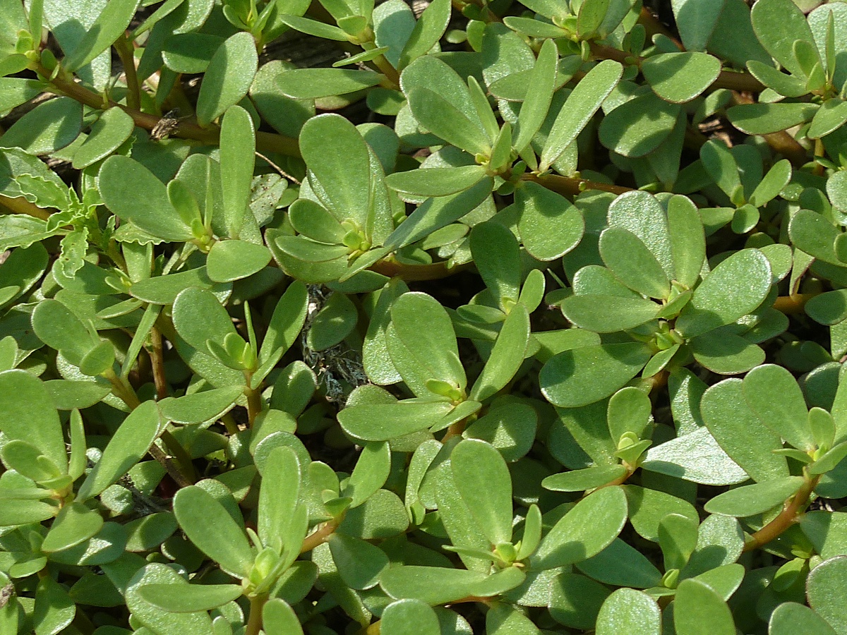 Image of Portulaca oleracea specimen.