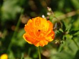 Trollius altaicus