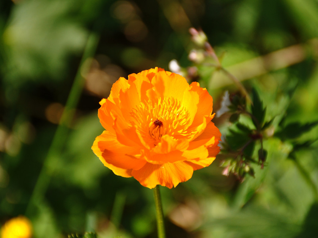 Изображение особи Trollius altaicus.