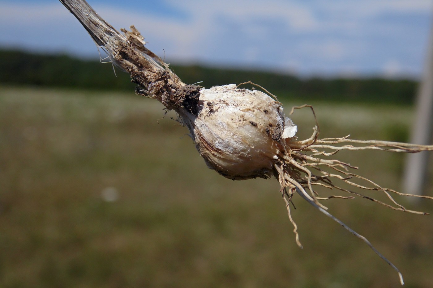 Image of Allium paniculatum specimen.