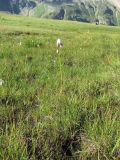Eriophorum vaginatum