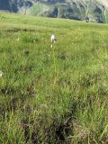 Eriophorum vaginatum