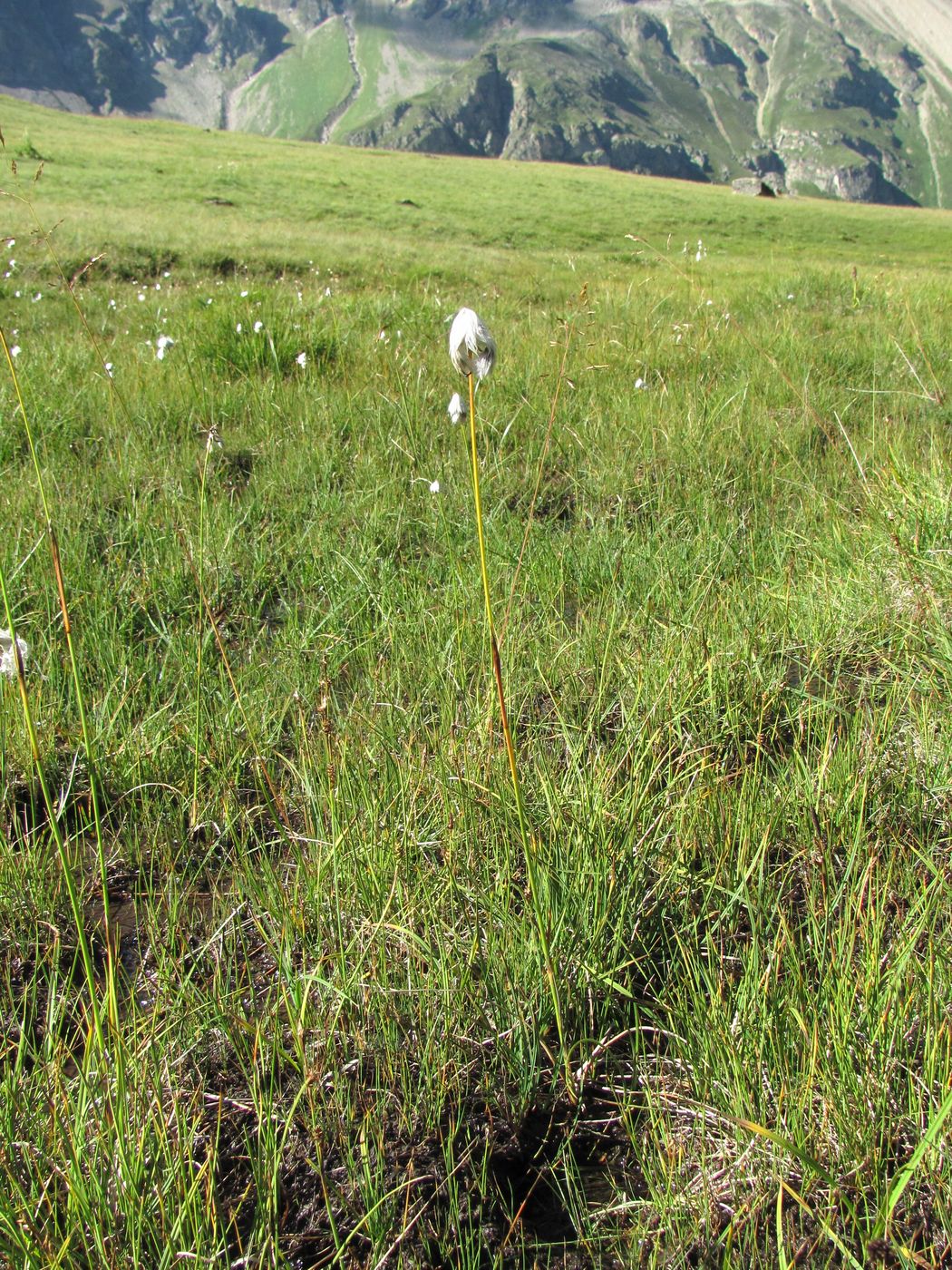 Изображение особи Eriophorum vaginatum.