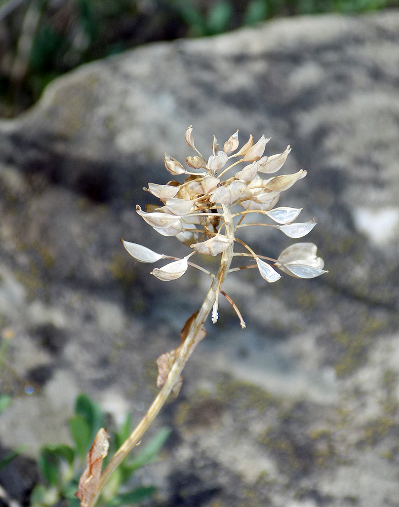 Image of Noccaea macrantha specimen.