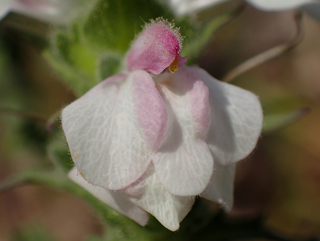 Image of Bellardia trixago specimen.