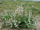 Phlomoides eriocalyx. Цветущее растение. Узбекистан, Джизакская обл., Фаришский р-н, глинистая пустыня у подножия хребта Нуратау (Фаришская степь). 27.04.2007.