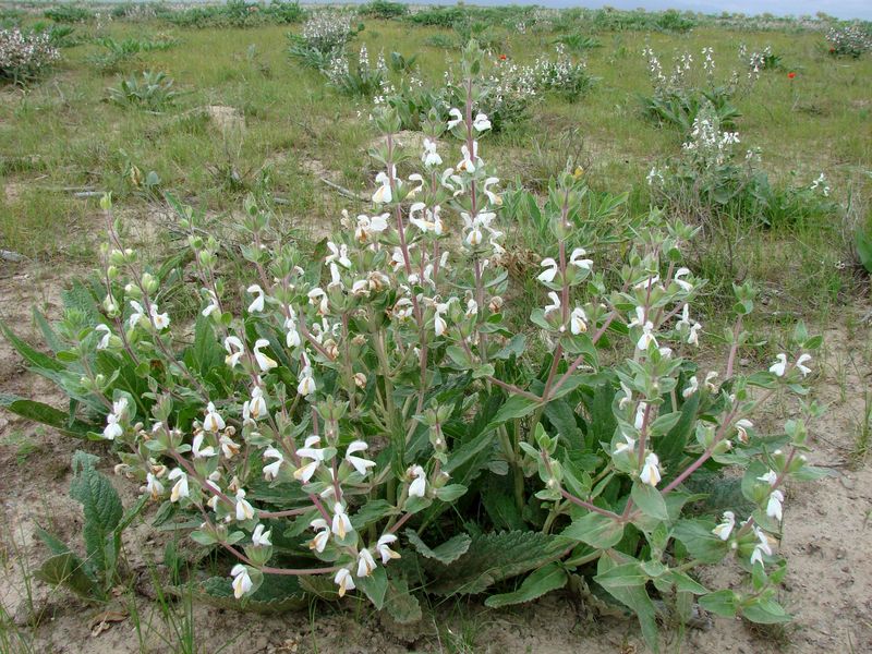 Изображение особи Phlomoides eriocalyx.