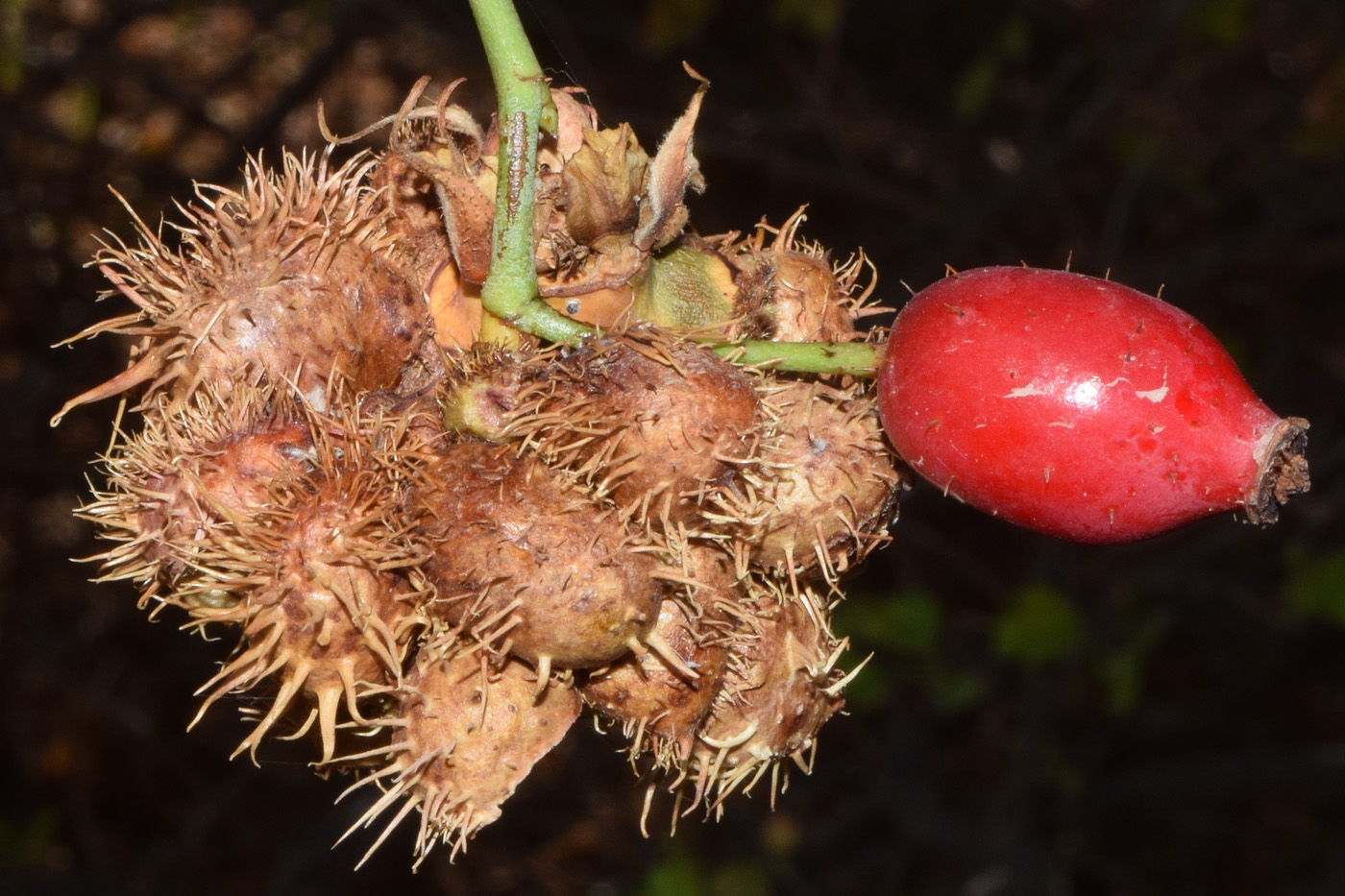 Image of Rosa canina specimen.