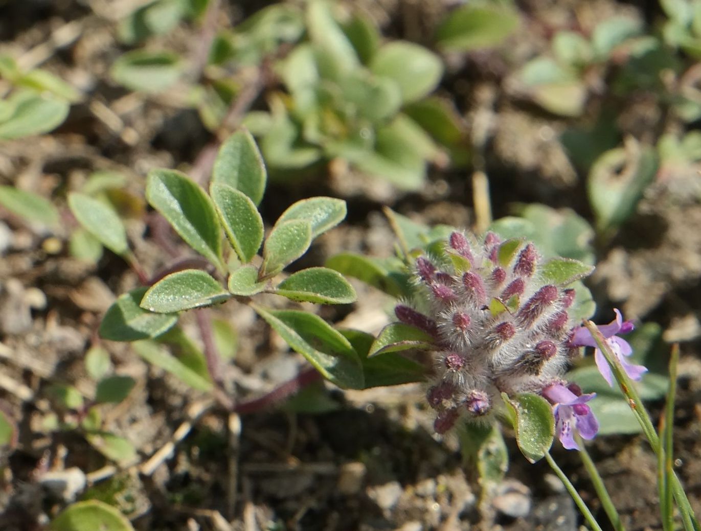 Изображение особи род Thymus.