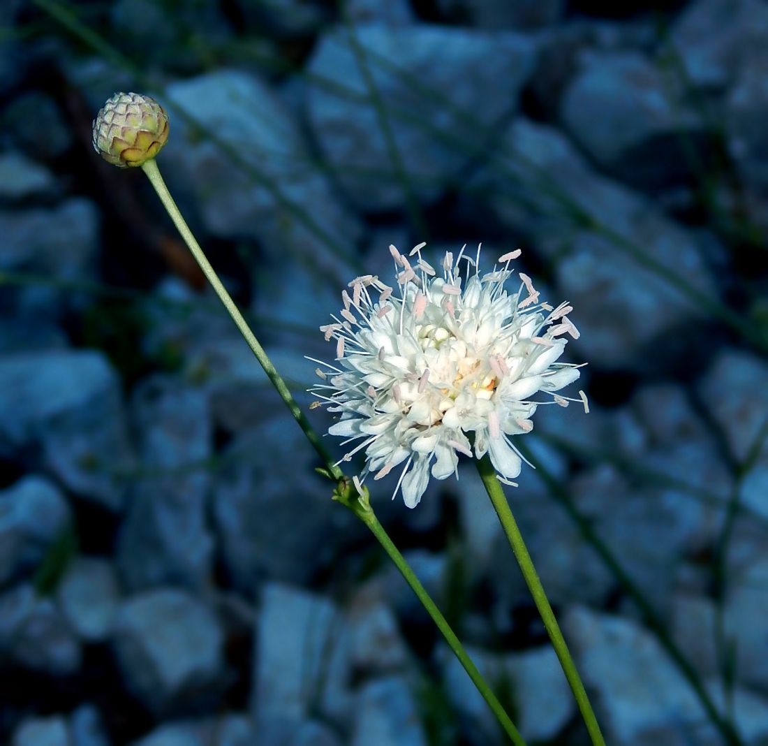 Image of Cephalaria leucantha specimen.