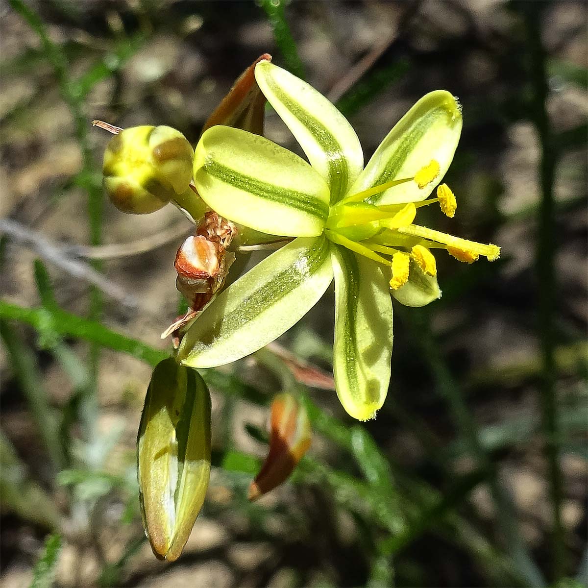 Image of Albuca suaveolens specimen.