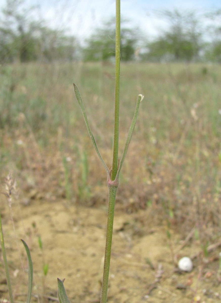 Image of Silene cyri specimen.