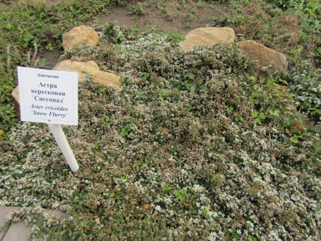 Image of Symphyotrichum ericoides specimen.