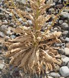 Verbascum turkestanicum