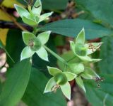 Philadelphus coronarius. Соплодие с незрелыми плодамы. Украина, г. Киев, Южная Борщаговка, просп. Королёва. 10 июня 2010 г.