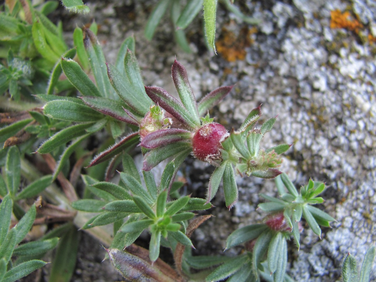 Изображение особи Galium humifusum.