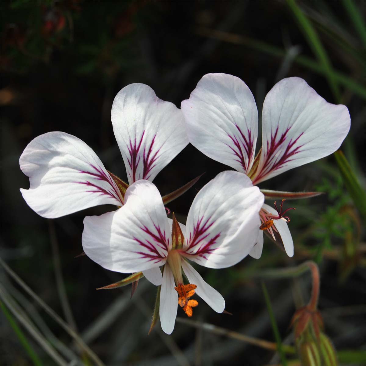 Image of Pelargonium myrrhifolium specimen.