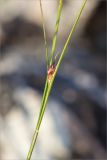 Juncus trifidus. Часть побега с плодом. Мурманская обл., окр. пос. Дальние Зеленцы, каменистая воронично-лишайниковая тундра. 30.07.2018.