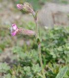 Silene colorata