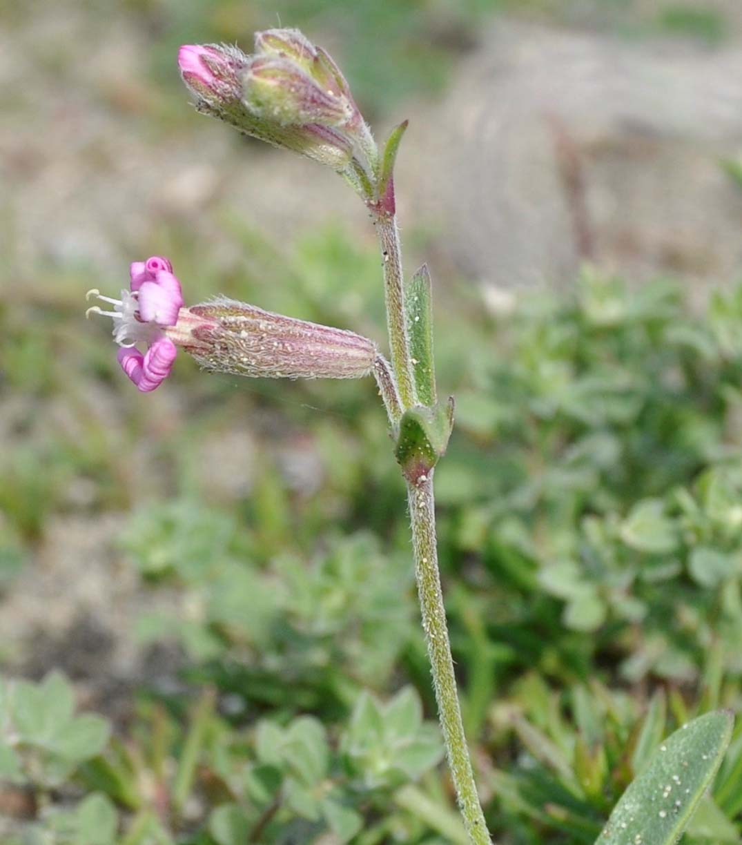 Image of Silene colorata specimen.