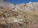 Betonica macrantha. Засохшие плодоносящие растения. Адыгея, Кавказский биосферный заповедник, Фишт-Оштенский массив, юго-восточный отрог горы Оштен, ≈ 2300 м н.у.м., субальпийский луг на каменистом склоне. 01.11.2015.