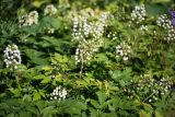 Actaea rubra form neglecta. Верхушки плодоносящих растений. Кировская обл., г. Киров, Ботанический сад Вятского государственного университета, в культуре. 07.07.2018.