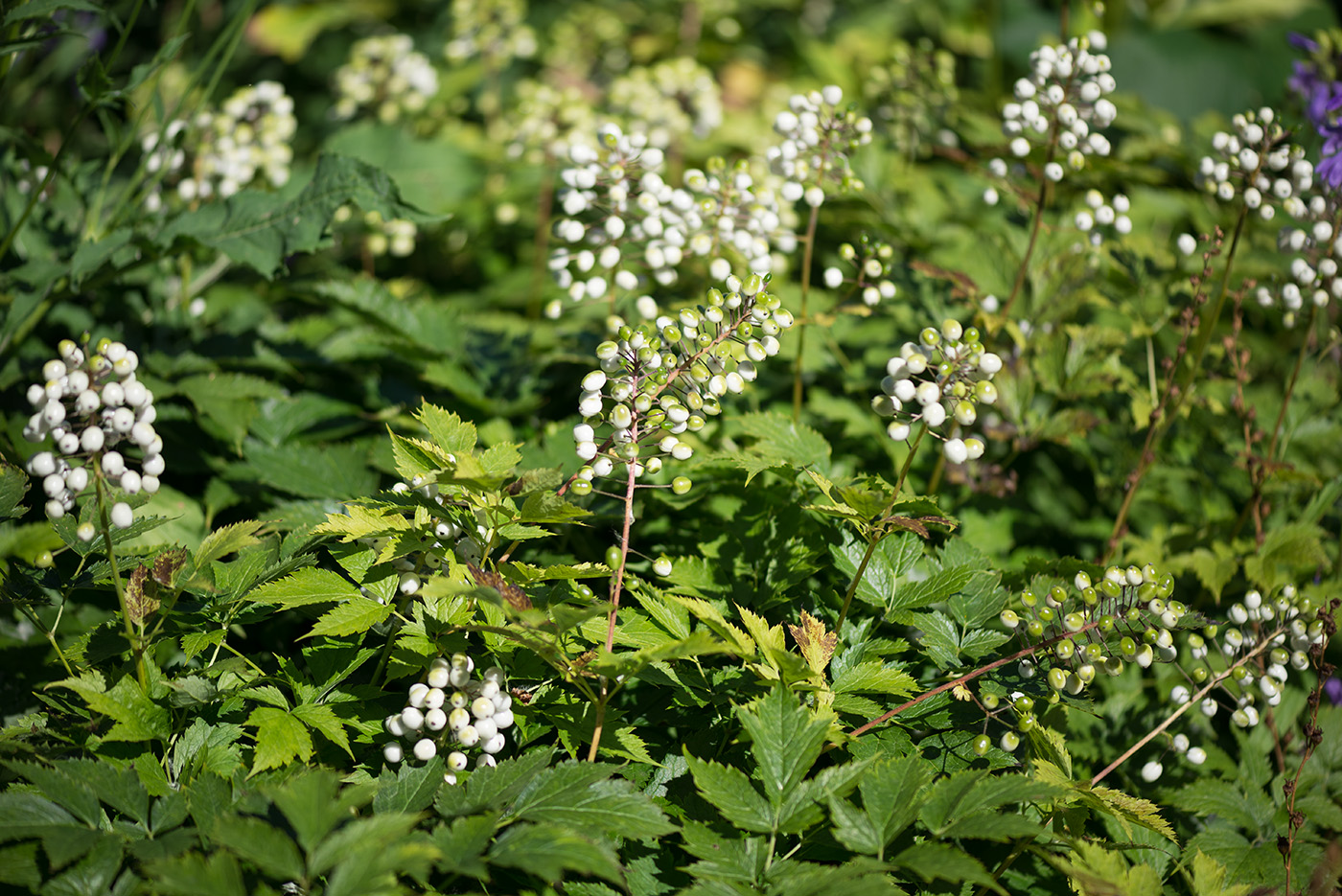 Изображение особи Actaea rubra f. neglecta.