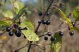 Frangula alnus