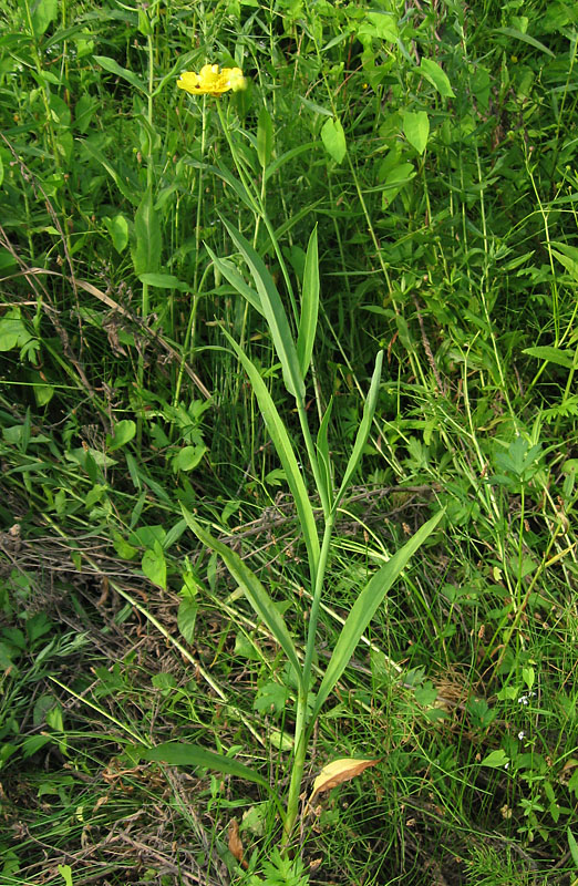 Image of Ranunculus lingua specimen.