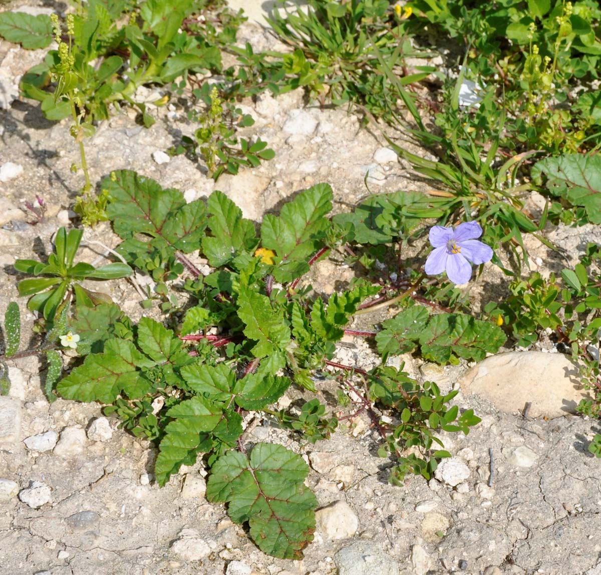 Изображение особи Erodium botrys.