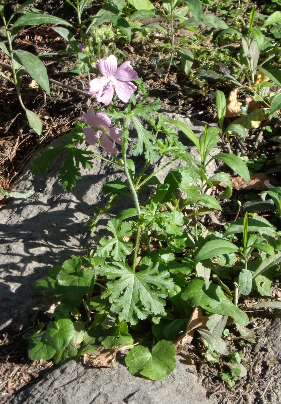 Изображение особи Malva moschata.