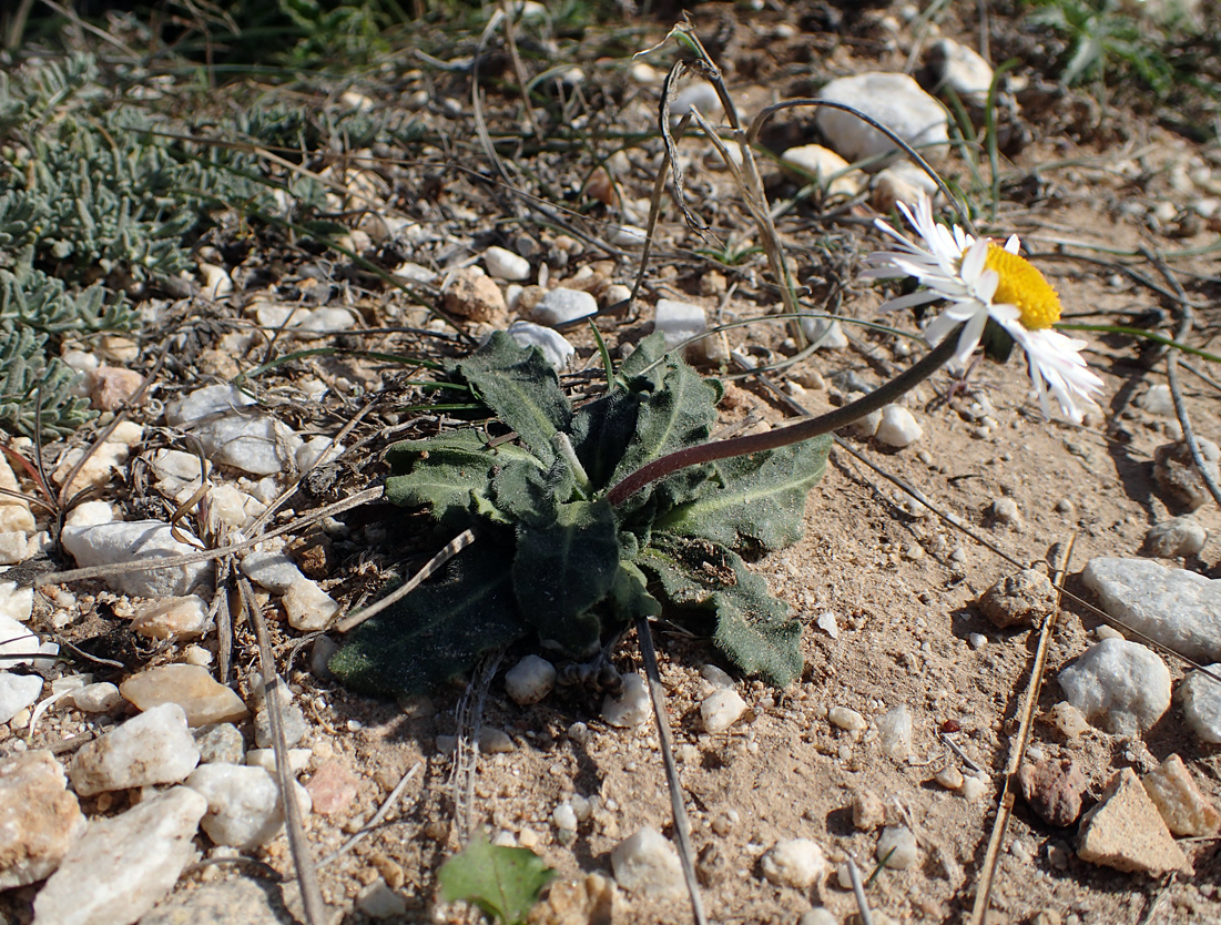 Изображение особи Bellis sylvestris.