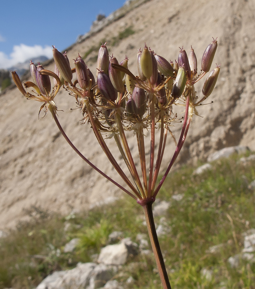 Изображение особи Chaerophyllum aureum.