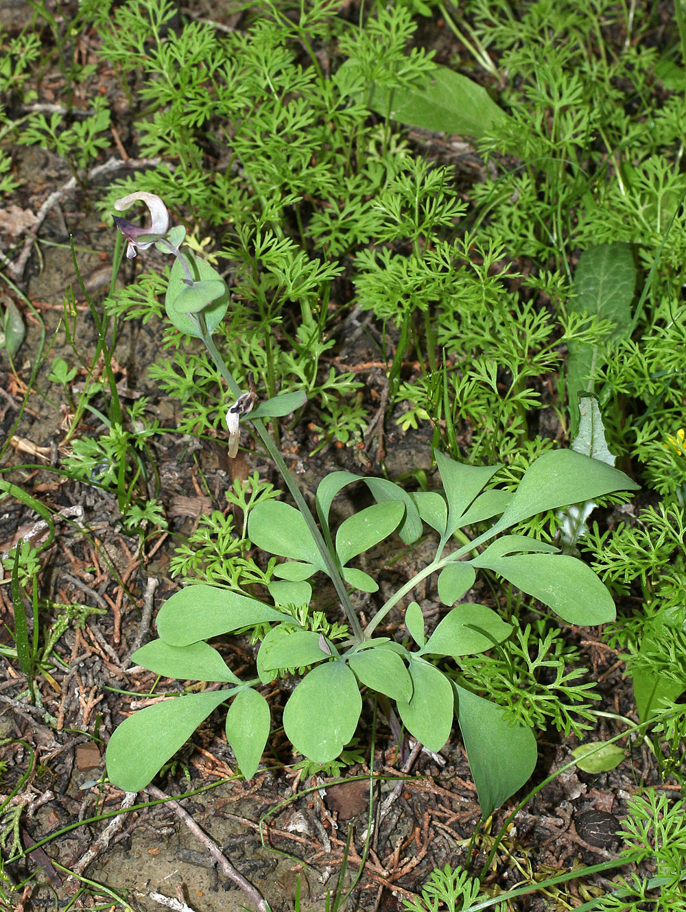 Изображение особи Corydalis popovii.