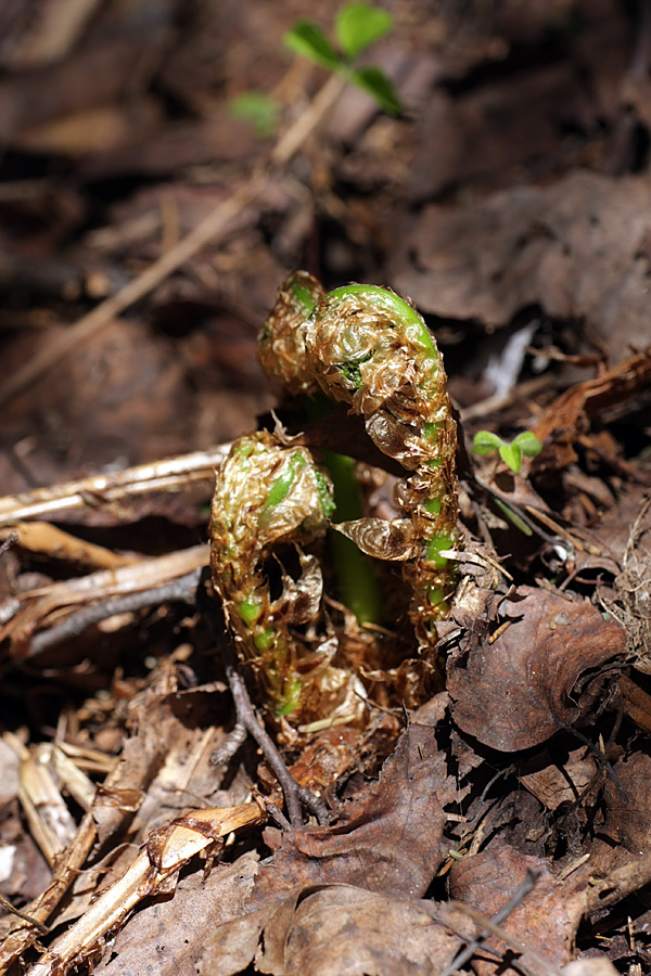 Изображение особи Dryopteris expansa.