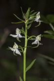 Platanthera chlorantha