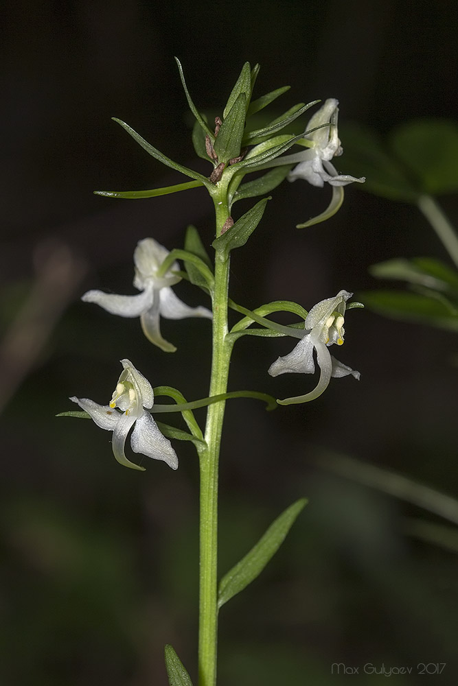 Изображение особи Platanthera chlorantha.