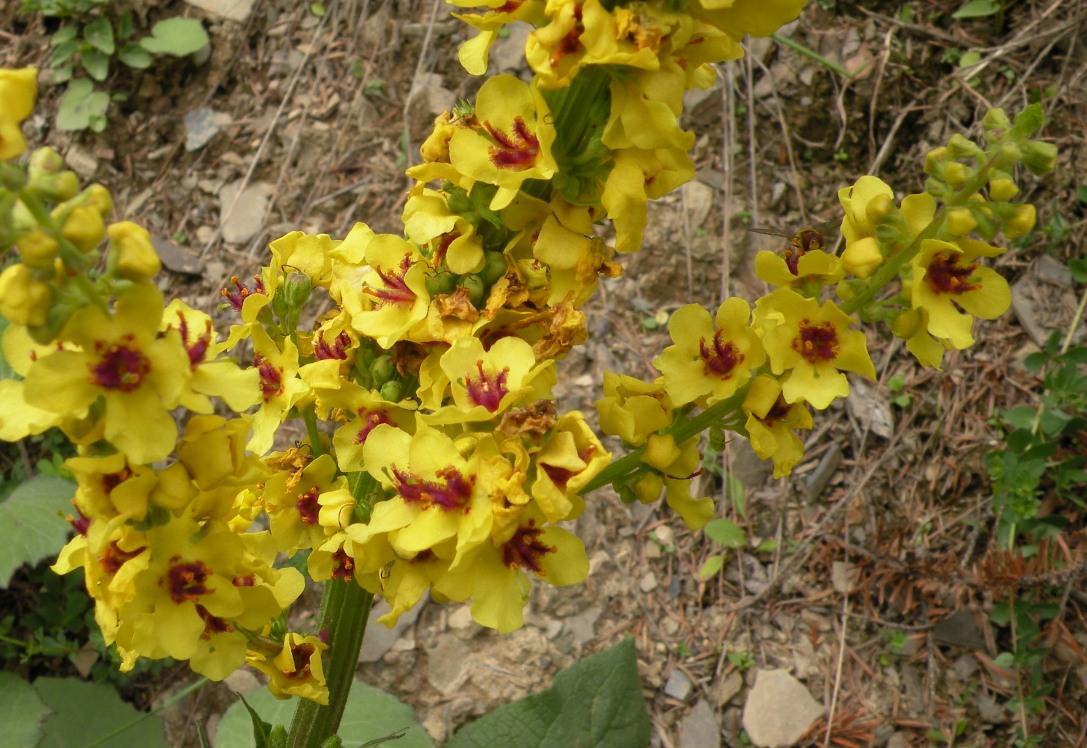 Image of Verbascum marschallianum specimen.