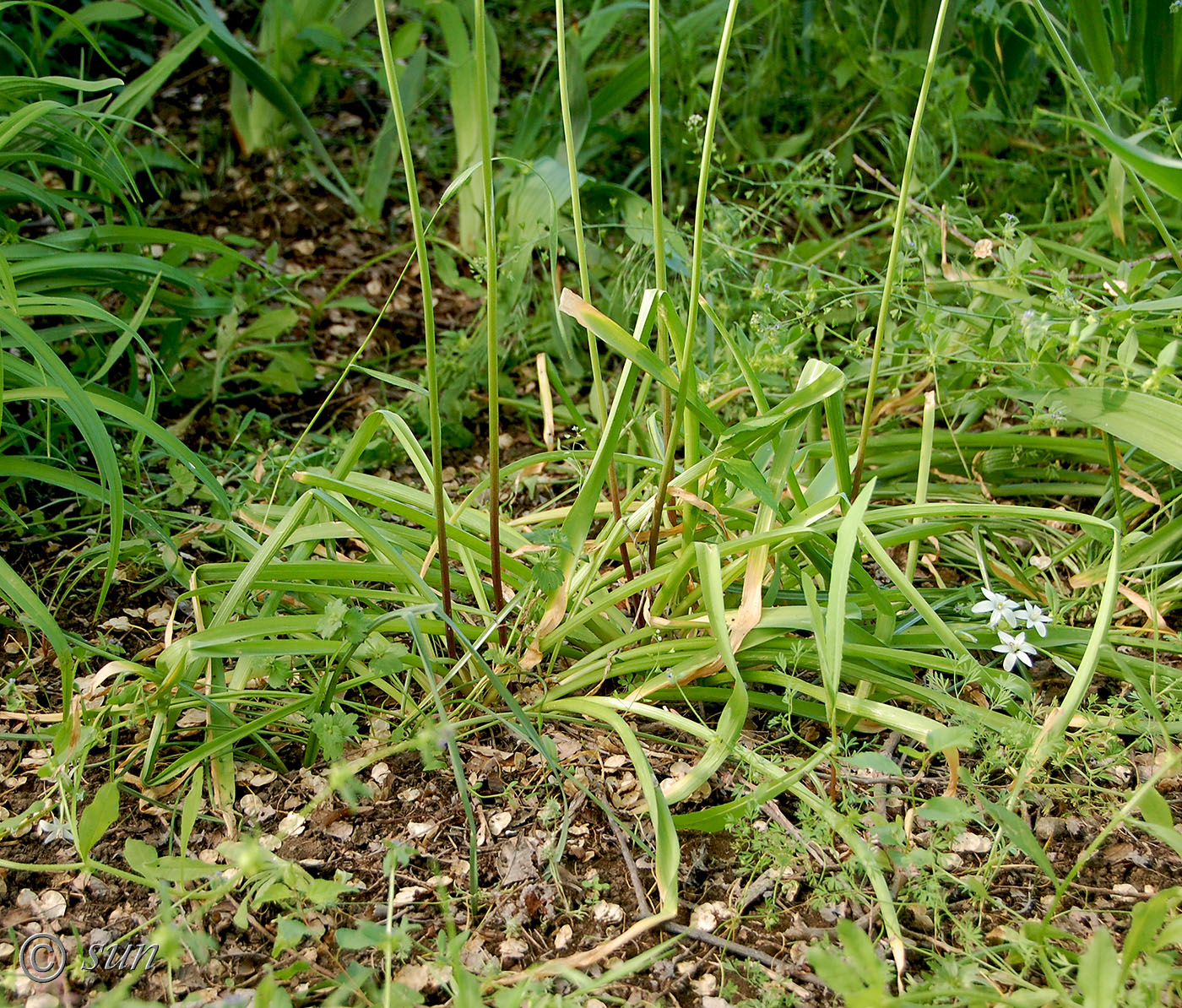 Image of Allium rosenorum specimen.