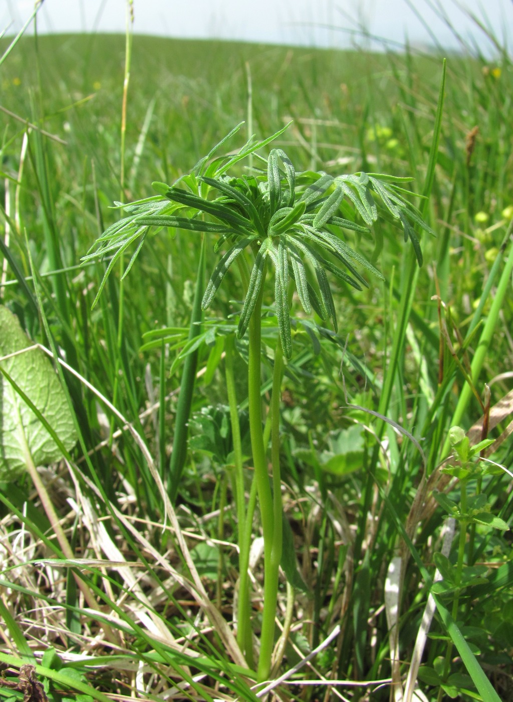 Изображение особи семейство Ranunculaceae.