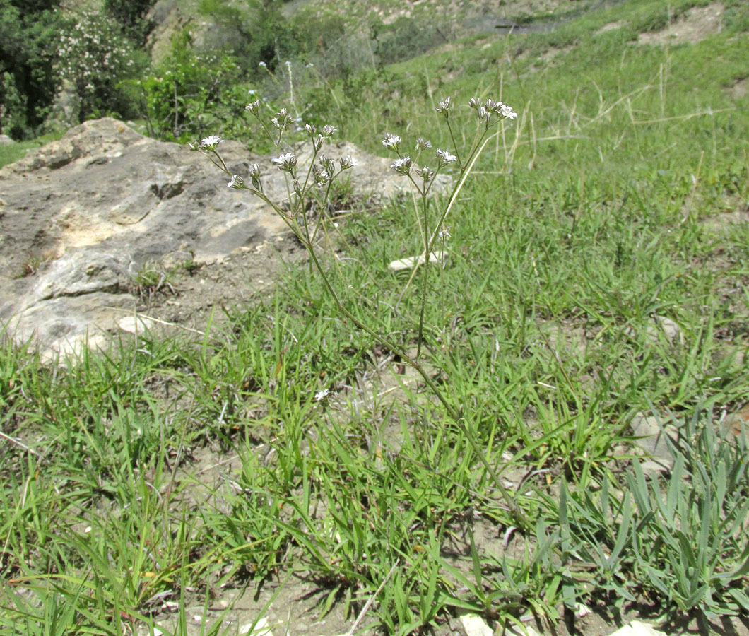 Image of Gypsophila acutifolia specimen.