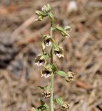Epipactis condensata