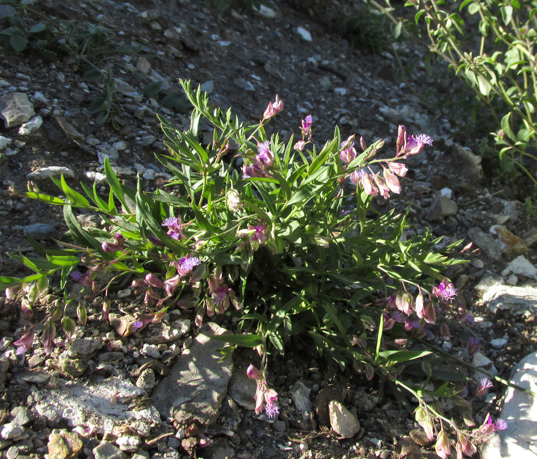 Image of Polygala sibirica specimen.