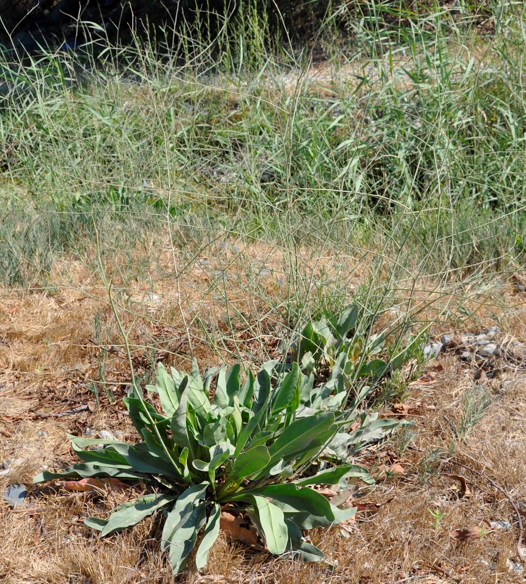 Image of Limonium scoparium specimen.