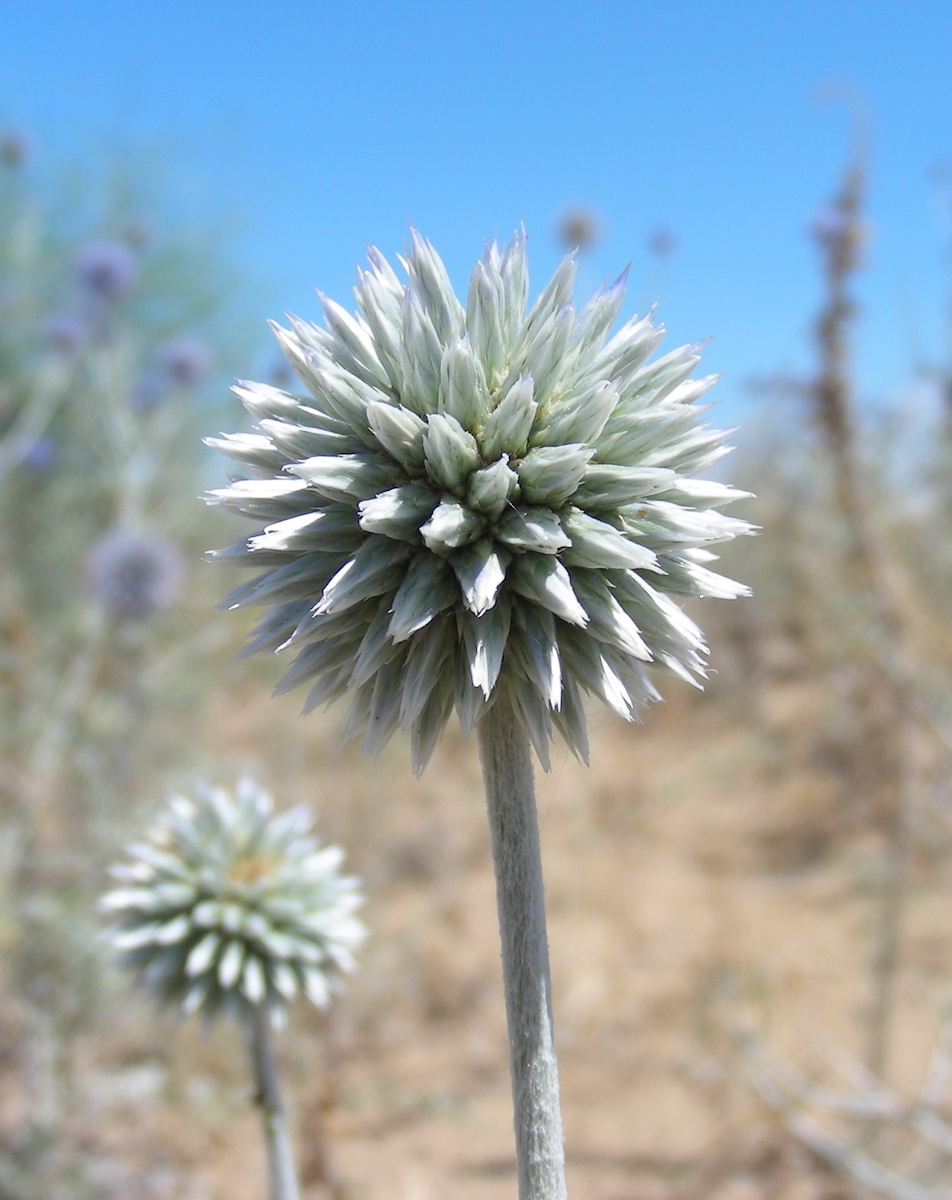 Изображение особи Echinops albicaulis.