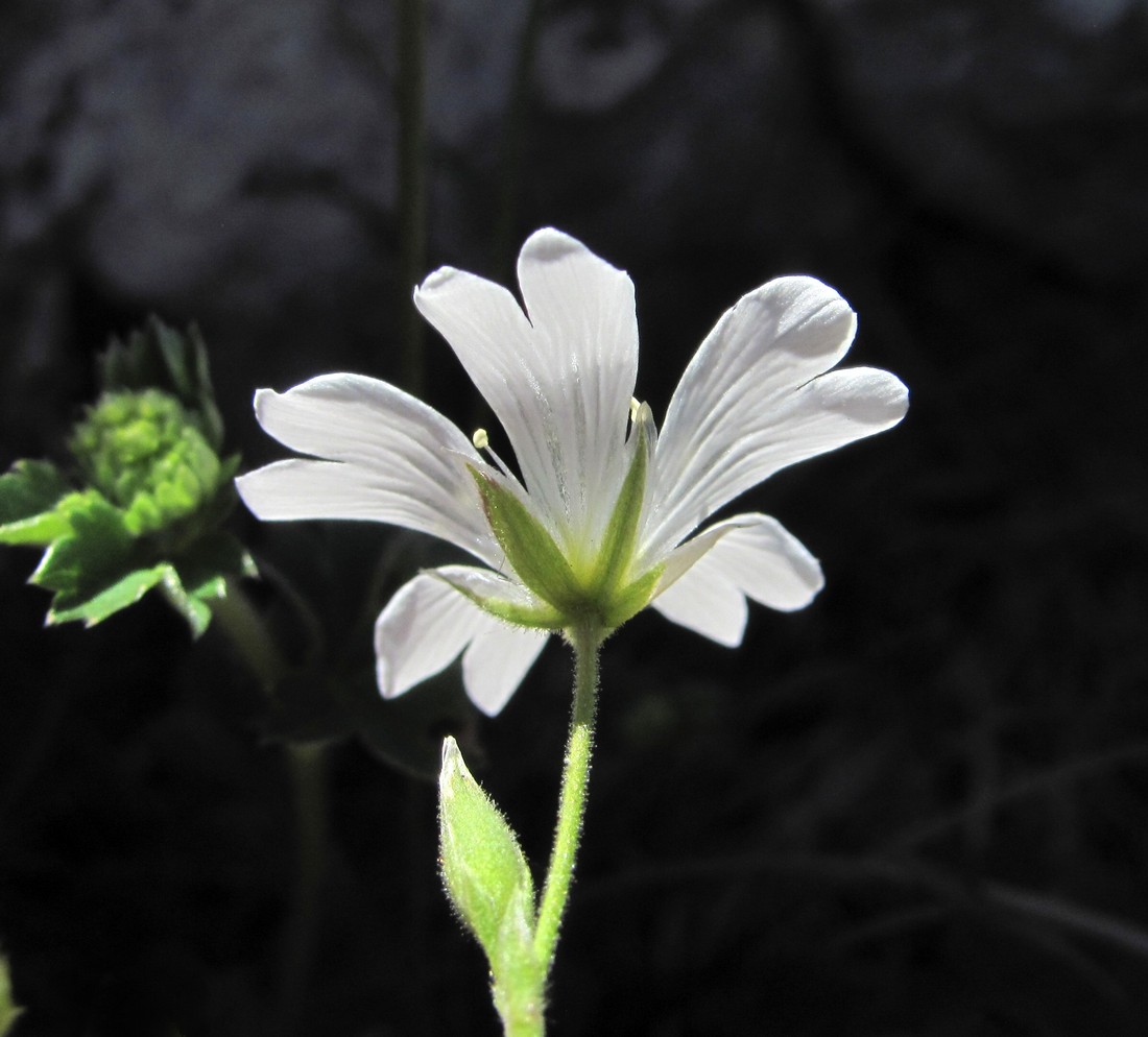 Image of Cerastium arvense specimen.