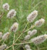 Trifolium arvense. Соплодия. Север Краснодарского края, пойменный луг между станицами Шкуринская и Канеловская. 19.07.2010.
