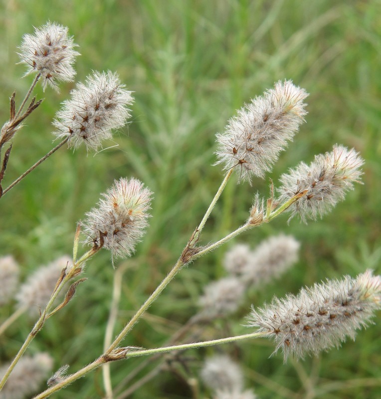 Image of Trifolium arvense specimen.