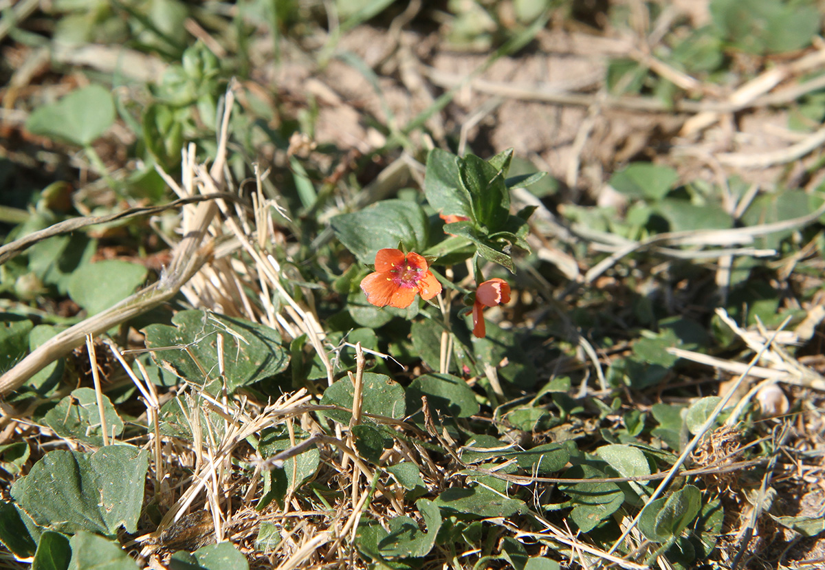 Изображение особи Anagallis arvensis.